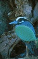 Bihoreau violacé des Galapagos (Nycticorax violaceus pauper) - île de Genovesa - Galapagos Ref:36852